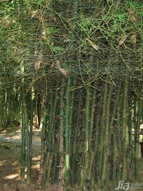 八种竹子的种类特色介绍