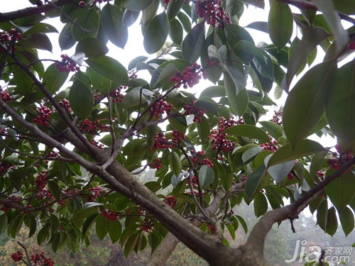 红果冬青树种植方法