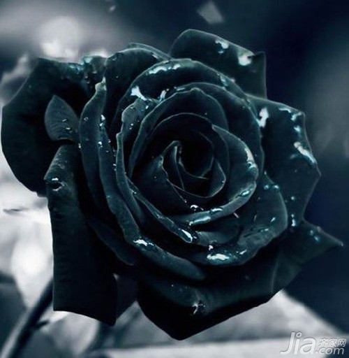 黑玫瑰图片欣赏黑玫瑰花语大全