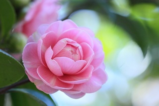 如何栽培管理茶花