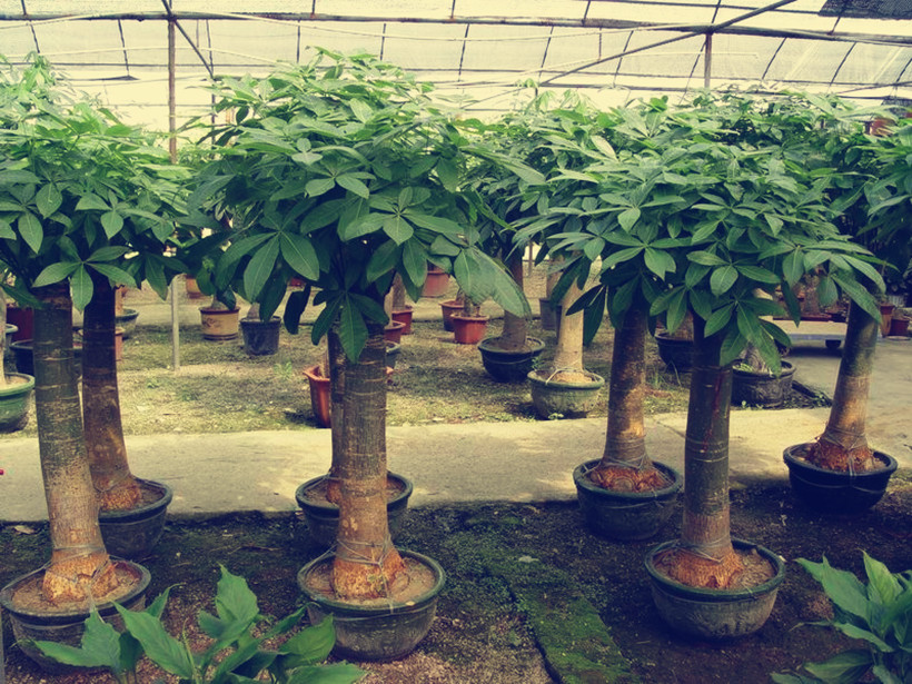 发财树盆栽植物养护非常简单