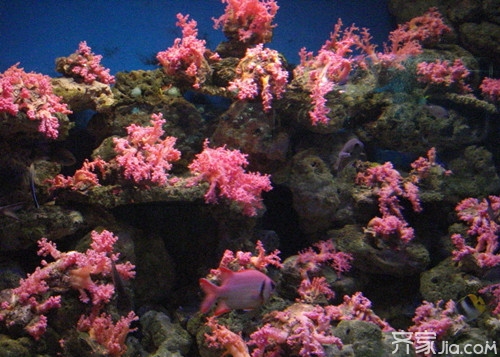 红珊瑚的鉴别方法   红珊瑚的特征