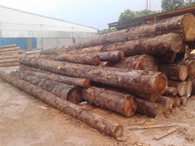 [进口木材知识]进口木材树种申报亟待规范
