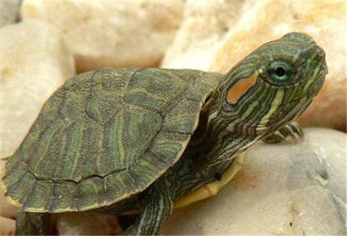 乌龟的生活习性是怎么样的 乌龟可以活多少年