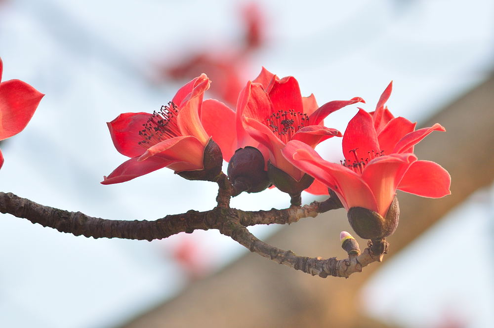 代表友情的花都有哪些 什么花代表友谊_百科知