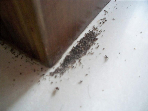 家里有蚂蚁是不好的征兆吗 如何快速除去家中