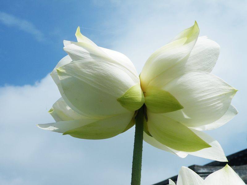 并蒂莲花(并蒂莲花的花语是什么 种植莲花要注意什么)