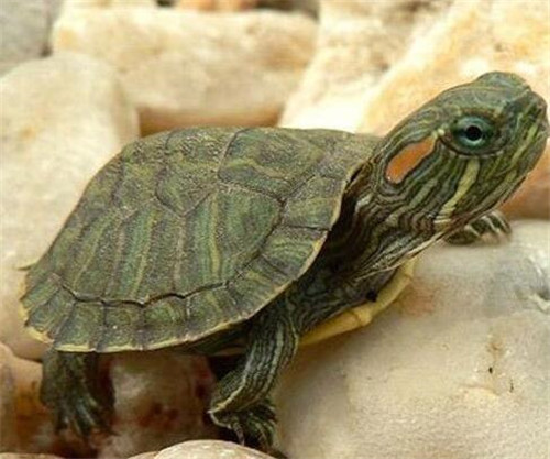 乌龟冬天怎么养 小乌龟又是吃什么的呢