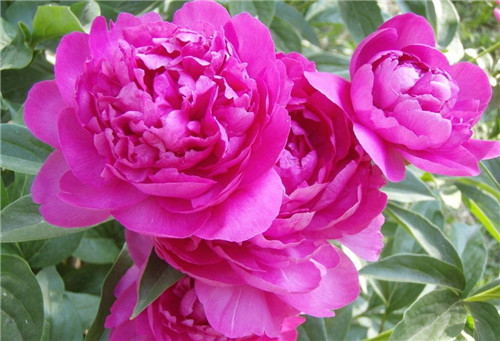 紫玫瑰的花语是什么 送花有什么讲究