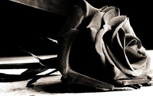 黑玫瑰的花语及朵数含义不同颜色的玫瑰象征