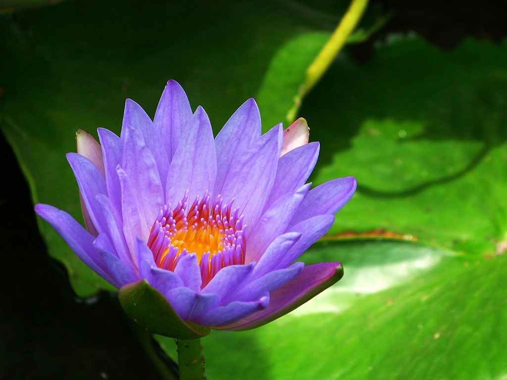 花草图片大全鉴赏 这4种花草你喜欢哪种