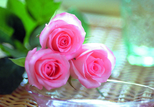 送33朵玫瑰花是代表什么意思 求婚送33朵