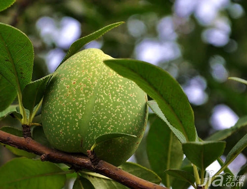 木瓜海棠形态特征