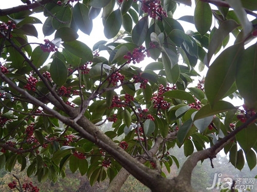 紅果冬青樹簡介及種植方法 紅果冬青的功效與作用