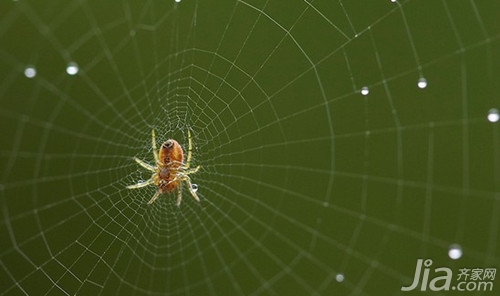 周公解梦梦见蜘蛛是什么意思