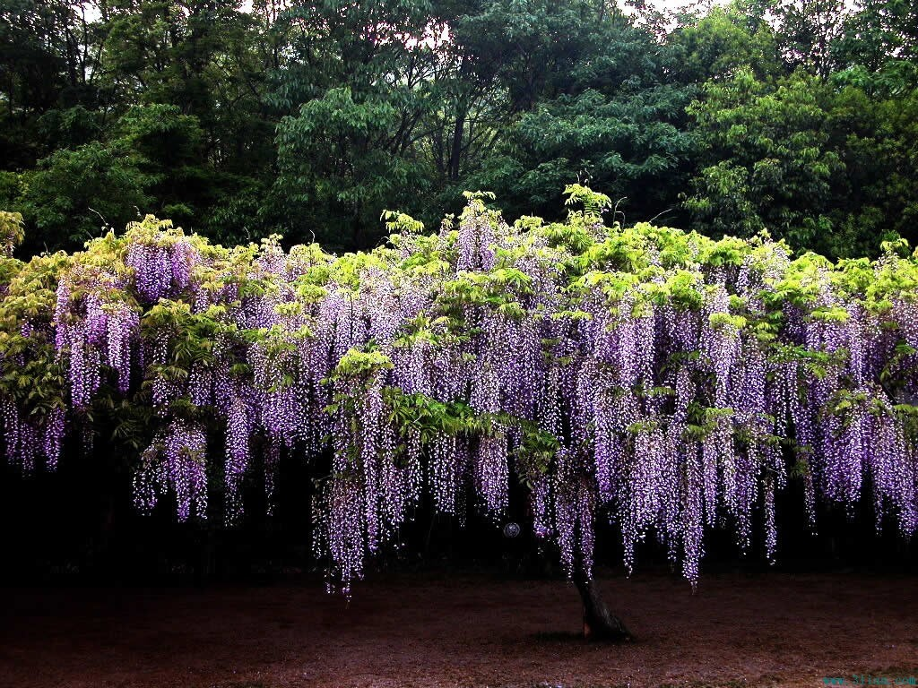 世界級夢幻景色再現 日本大紫藤花盛開 | 世界十大夢幻旅遊景點 | 足利花卉公園 | 大紀元