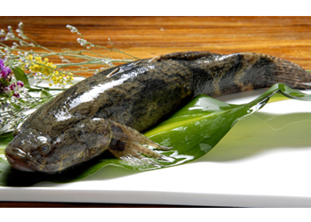 笋壳鱼的营养价值