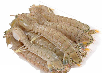 螳螂虾的研究发现