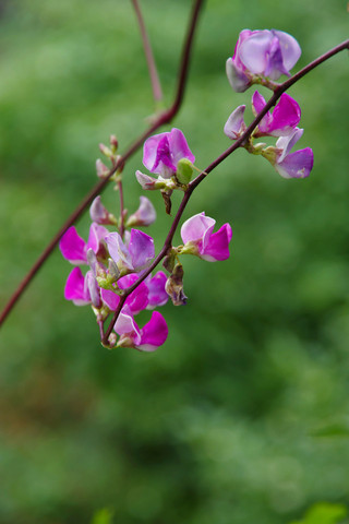 豆瓣花