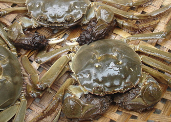 盘锦河蟹的养殖技术