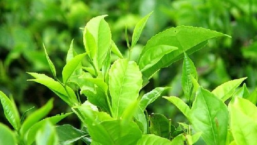 绿茶品种