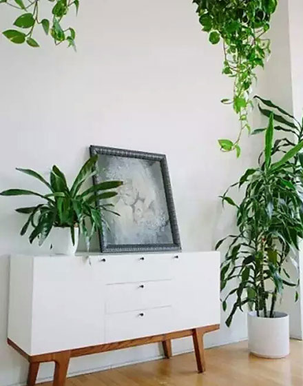 绿色,室内植物,