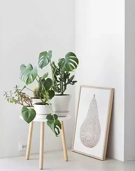绿色,室内植物,