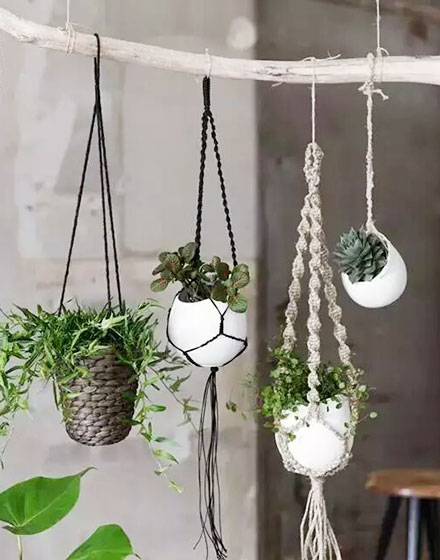 室内植物,绿色,