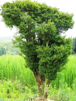黄杨树的生长习性 黄杨树的观赏价值