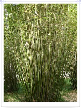 孝顺竹的种植方法及价值