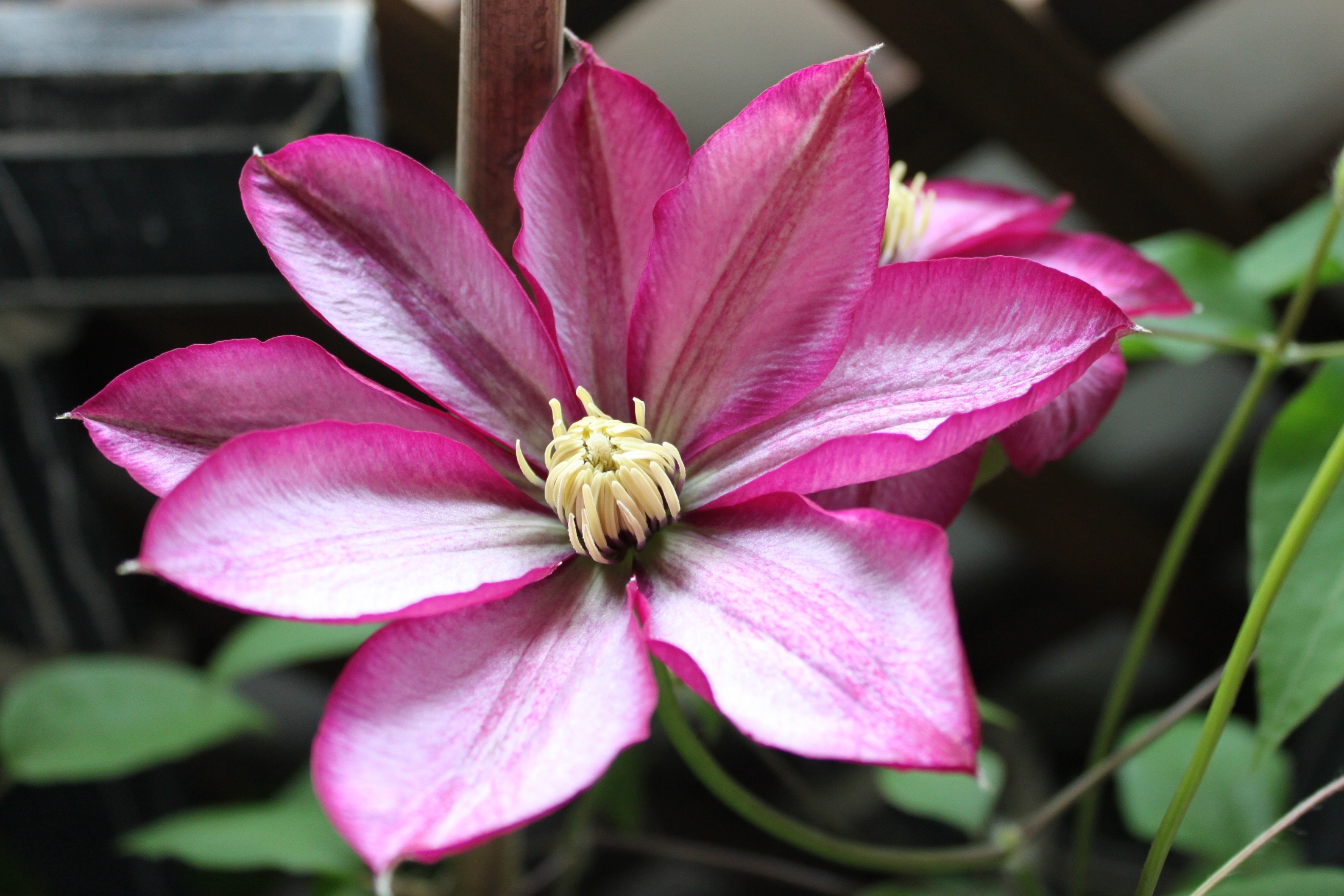 网红铁线莲“银币”，花比叶还多，美丽又芳香，专为阳台盆栽而生