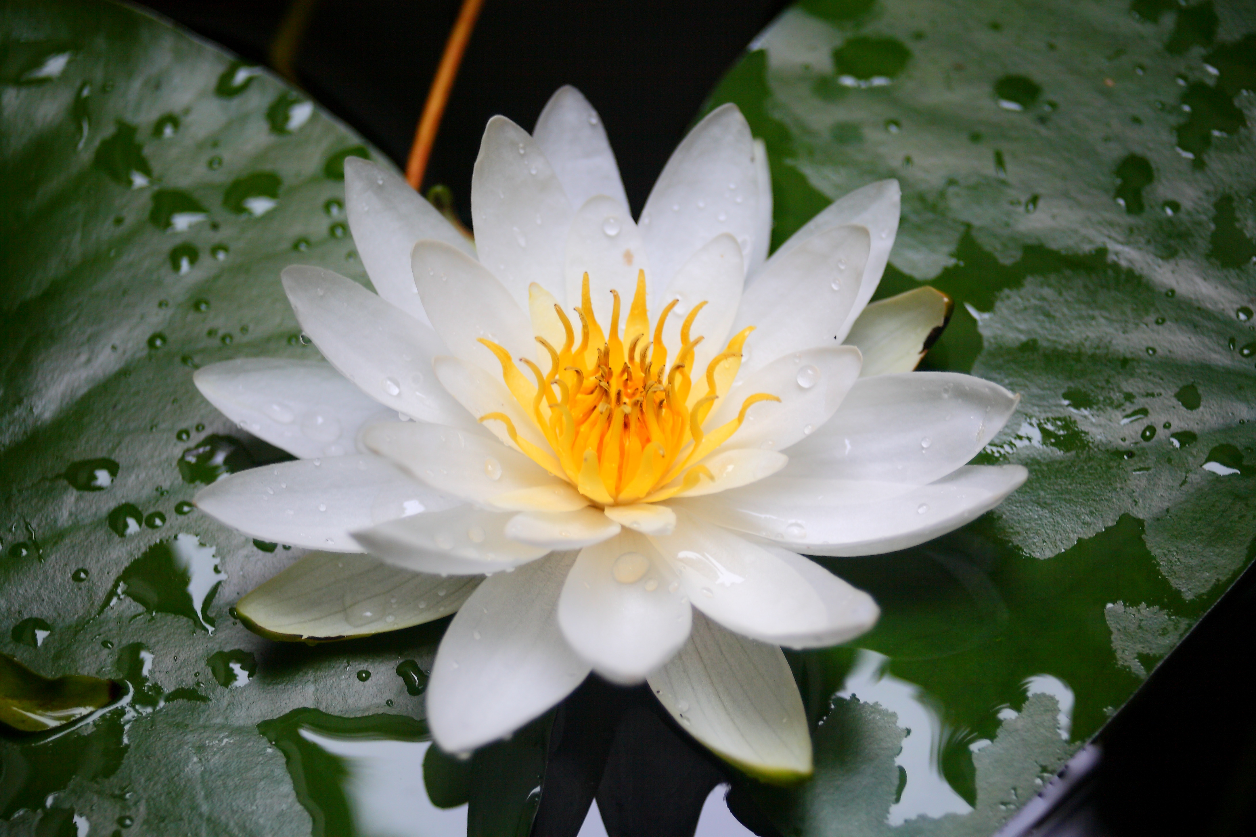 荷花池中的睡莲盛开高清图片下载-正版图片500667019-摄图网