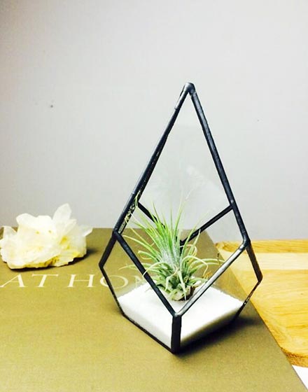 室内植物,绿色,