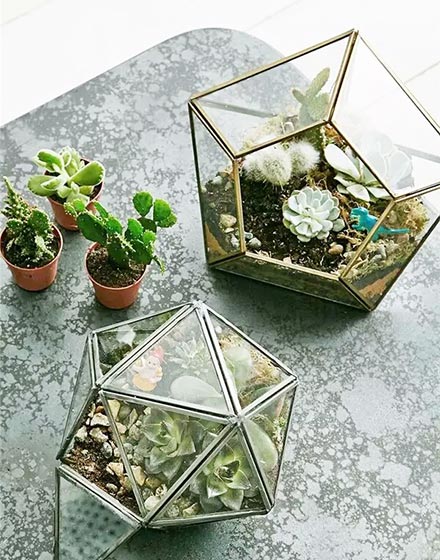 室内植物,绿色,