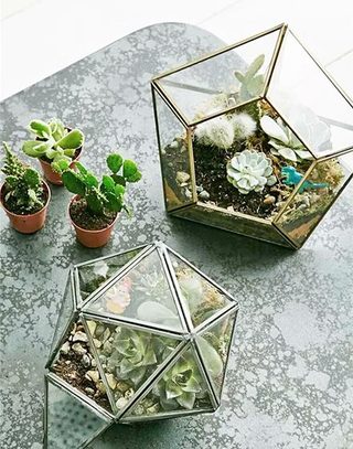 玻璃绿植打造家居天然氧吧