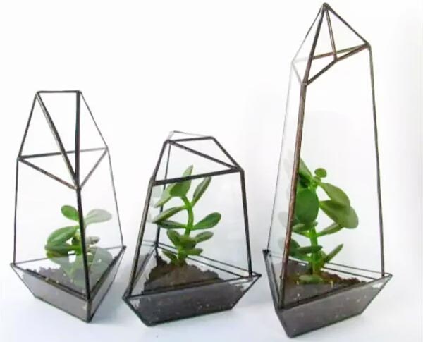 室内植物,绿色,