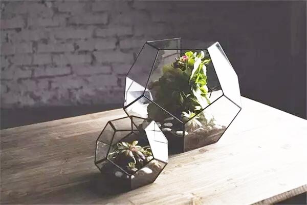 室内植物,绿色,