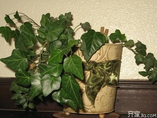 室内植物大全