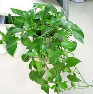 能吸收甲醛的植物有哪些？什么植物能吸收甲醛？