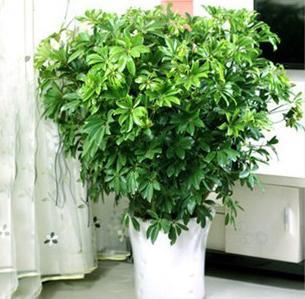 室内大型盆栽植物有哪些品种