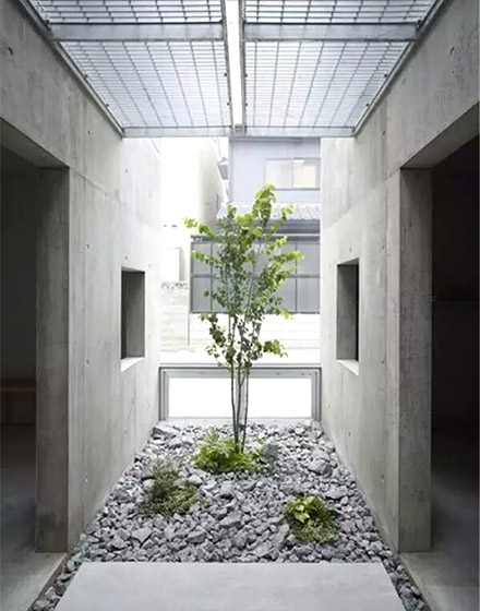 ,庭院,绿色,室内植物