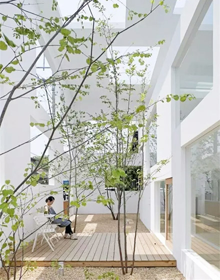 ,庭院,绿色,室内植物