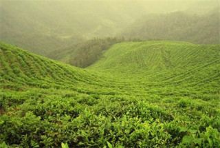 有机茶是什么意思  有机茶如何辨别真假