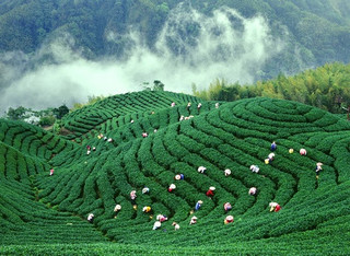 台湾茶叶品牌有哪些  台湾茶叶价格