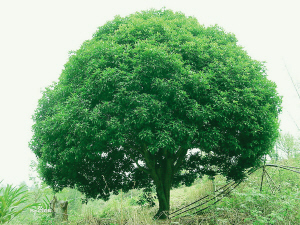 香樟树价格