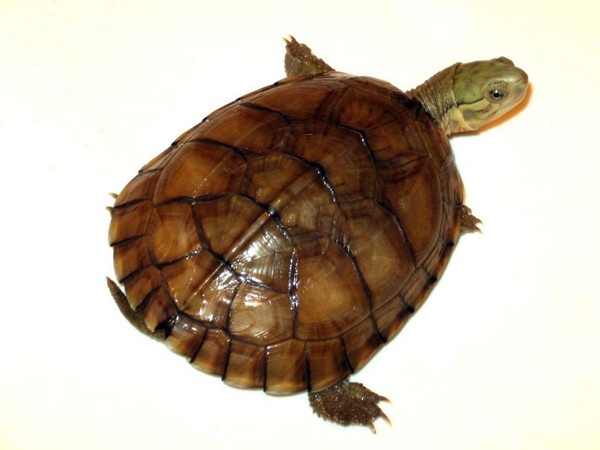 纯种石金钱龟的特征图片