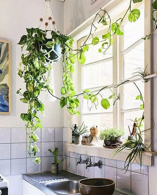 厨房窗户绿植装修图