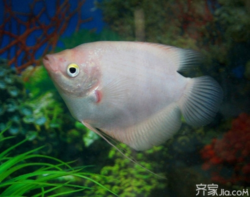 【小編支招】招財魚凸起怎麼辦