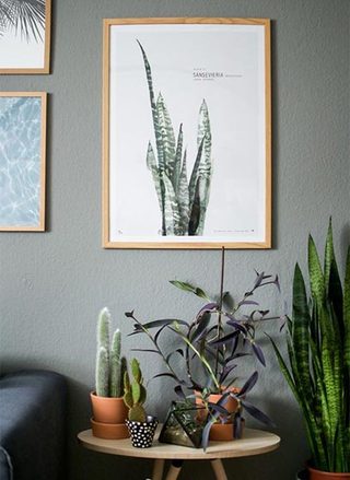 家居植物搭配设计实景图