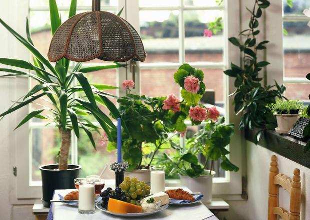 客厅花卉植物摆放风水 客厅花卉植物有哪些